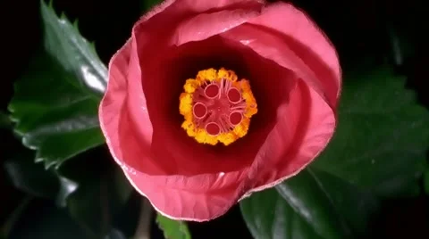 Red Hibiscus Flower Blooming in Time-lapse – HD Stock Footage