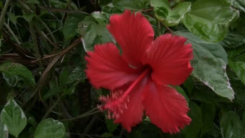 Red Hibiscus Flower close up Stock Footage 92203154