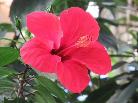Red hibiscus flower, exotic red flower in the garden Stock Photos