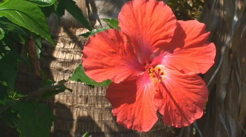 Red Hibiscus flower Stock Footage 671673