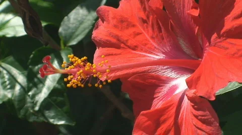 Red Hibiscus flower 스톡 동영상 671693