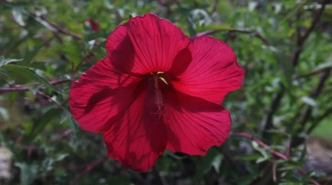 Red Hibiscus Flower. Stockbeeldmateriaal 67222109