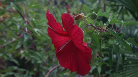 Red Hibiscus Flower. Stock Footage 67222188