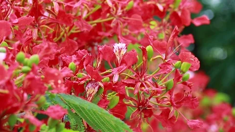 Red Hibiscus Flower 스톡 동영상 77132987