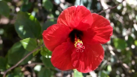 Red hibiscus flower Video stock 77205601