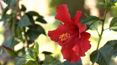 Red Hibiscus Flower Stock Footage 91761536