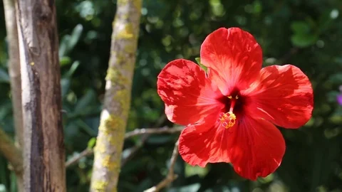 Red hibiscus flower Stock Footage 102457324