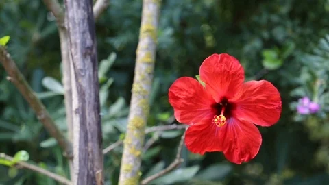 Red hibiscus flower Stock Footage 102457463