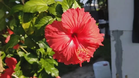 Red hibiscus flower Stock Footage 282080112