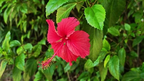 Red hibiscus flower in full bloom with green leaves. Stock Footage 340507795