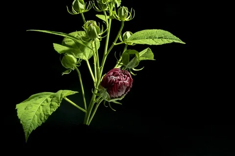 Red hibiscus flower opening Video stock 92407756