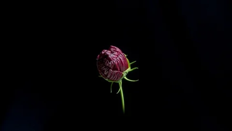 Red hibiscus flower opening Stock Footage 92407815