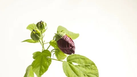 Red hibiscus flower opening Stock Footage 95076852