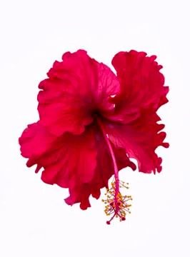 Red hibiscus flower Stock Photos