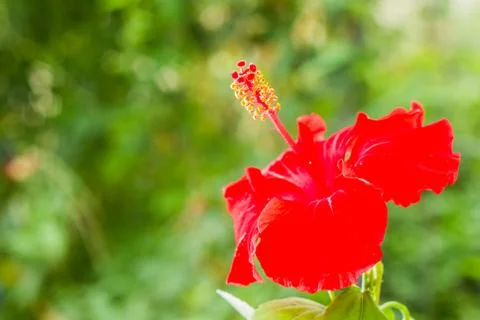 Red hibiscus flower Stock-Fotos