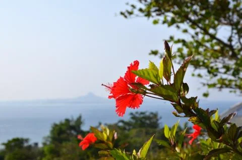 Red hibiscus flower Stock Photos
