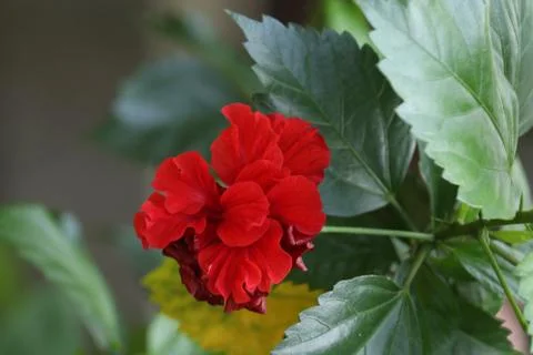Red hibiscus flower Stock Photos