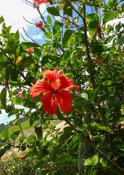 Red Hibiscus Flower Stock Photos