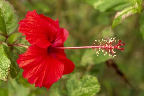Red Hibiscus Flower Stock Photos