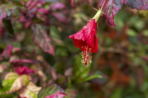 Red Hibiscus Flower Stock Photos