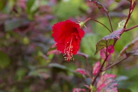 Red Hibiscus Flower Stock Photos