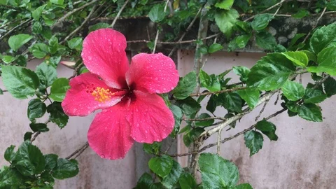 Red hibiscus flower in the raining day. Stock Footage 90301801