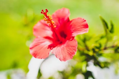 Red hibiscus flower in sharp focus with lush green lawn background Stock Photos