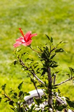 Red hibiscus flower in sharp focus with lush green lawn background Stock Photos