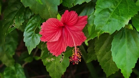 Red hibiscus flower surrounded by fresh green leaves. Stock Footage 340507817