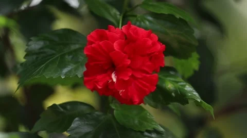 Red hibiscus flower swaying by wind Stock Footage 134980183
