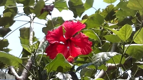 Red Hibiscus flower on the tree Stock-Footage 119562792