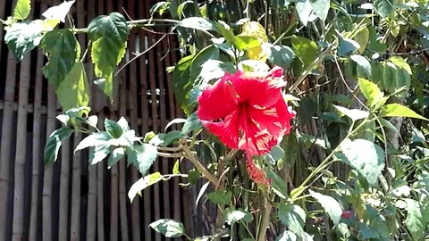 Red hibiscus flower in the tree in front of the bamboo shed Stock Footage 119469288