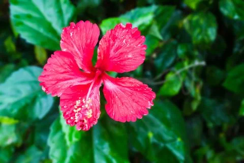Red hibiscus flower on tree Foto stock