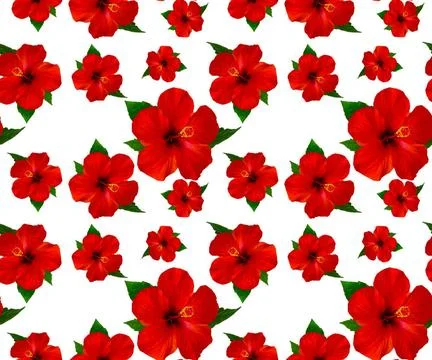 Red hibiscus flower on white background hibiscus flowers, floral natural s... Stock Photos