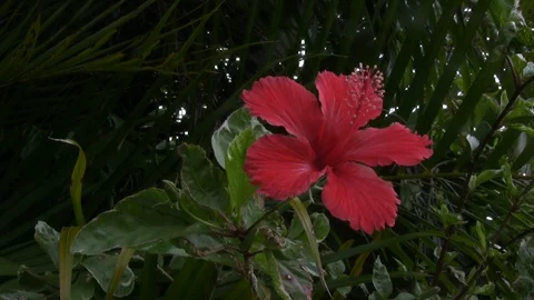 Red Hibiscus Flower in wind Stock Footage 92203155