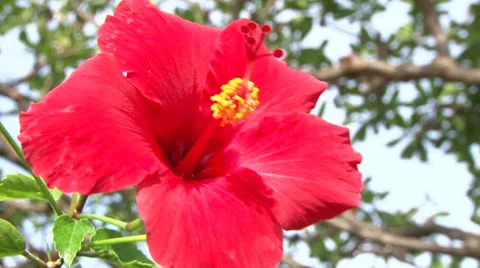 Red Hibiscus Flowers Stock Footage 38349099