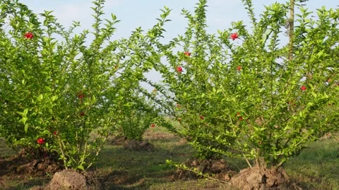 Red Hibiscus Flowers Stock-Footage 332605636
