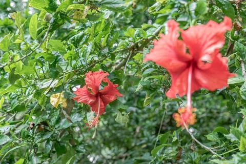 Red Hibiscus Flowers with Selective Focus in a Green Garden Stock Photos