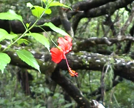 Red hibiscus  Stock Footage 400999