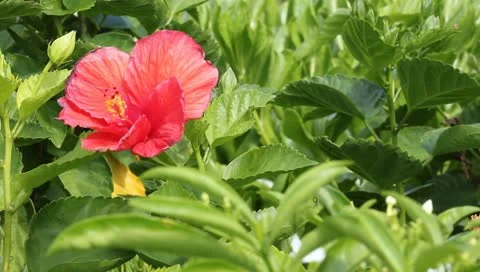Red Hibiscus Stock Footage 10821055