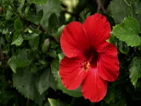 Red Hibiscus Stock-Footage 22242807
