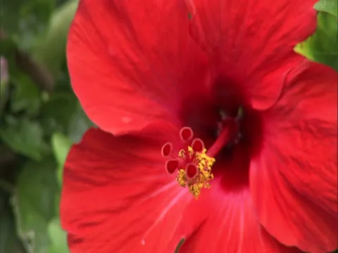 Red Hibiscus Video stock 22243404