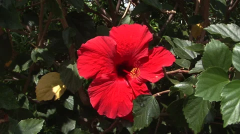 Red Hibiscus Video stock 32202600