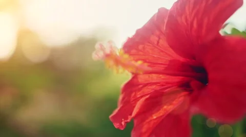 Red Hibiscus 스톡 동영상 54673804