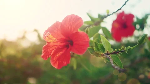 Red Hibiscus Stock Footage 54673912