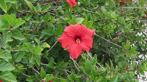 Red Hibiscus Stock Footage 96085951