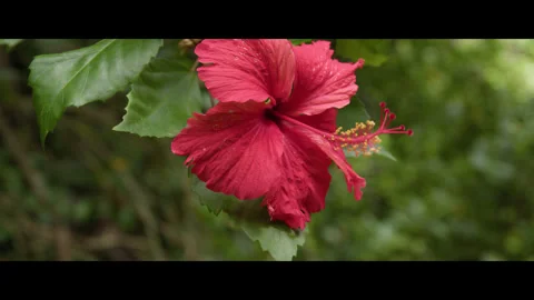 Red hibiscus Stock Footage 281656290