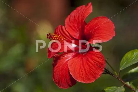 Red hibiscus (hibiscus) flower Stock Photos