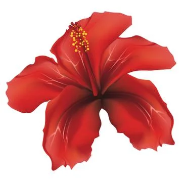 Red hibiscus Stock-Illustration