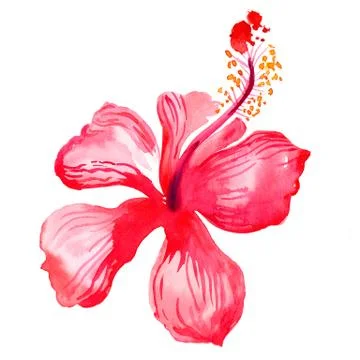 Red hibiscus Stock Illustration